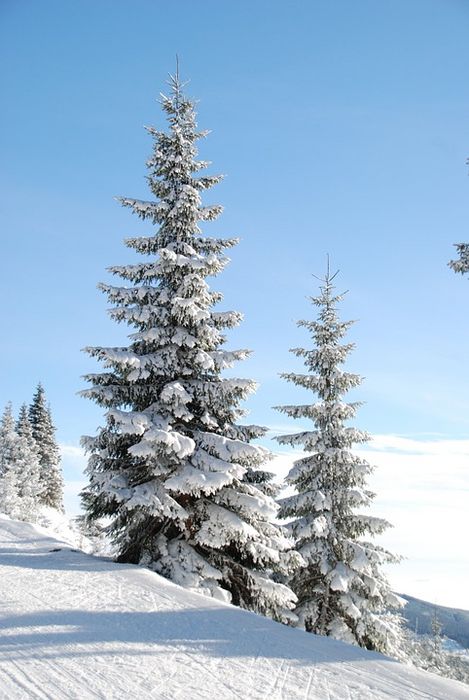 Pestizidfrei? Ein Öko-Weihnachtsbaum ist oft nur wenig teurer, jedoch haben Sie die Sicherheit, dass ihr Wohnzimmer frei von Schadstoffen bleibt und die Umwelt geschont wird. 